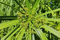 Umbrella Papyrus flowers