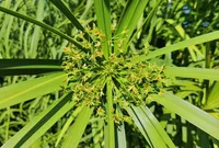 Umbrella Papyrus flowers