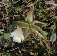 Alpine Butterwort