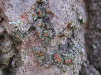 dotted lichen