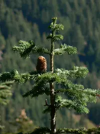 Pacific Silver Fir