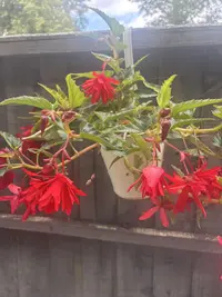 Bolivian begonia photo by a Botan App user