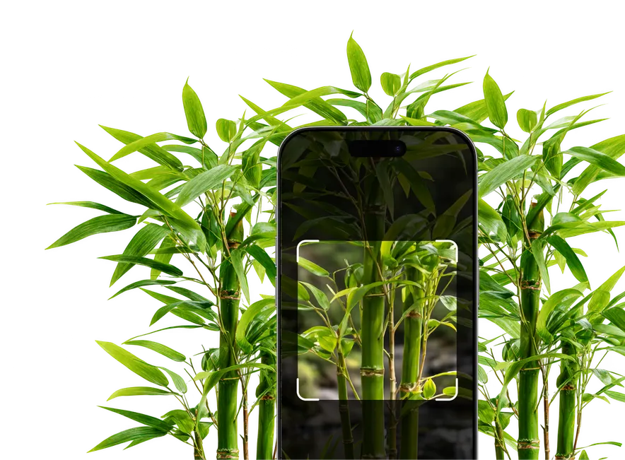 Bamboo Identification – Hero