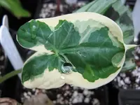 Variegated Upright Elephant Ear