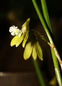 Straggly pencil orchid
