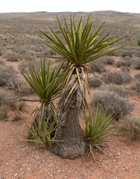Mojave yucca