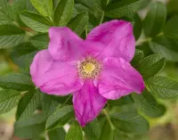 Rosa rugosa
