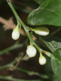 Australian round lime