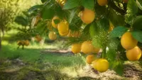 Citrus x limon 'Eureka' outdoor