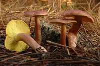 Plums-and-Custard (Tricholomopsis rutilans) plant