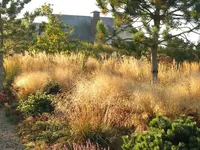 Deschampsia cespitosa plant