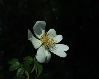 evergreen rose