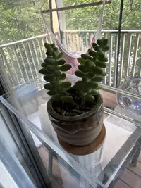 Burro's tail photo by a Botan App user