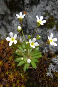Androsace lactiflora (Androsace lactiflora) plant