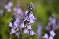 Spur Flower