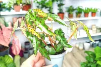 Begonia amphioxus in the pot