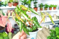 Begonia amphioxus in the pot