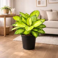Dumb Cane