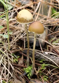 Psilocybe aztecorum