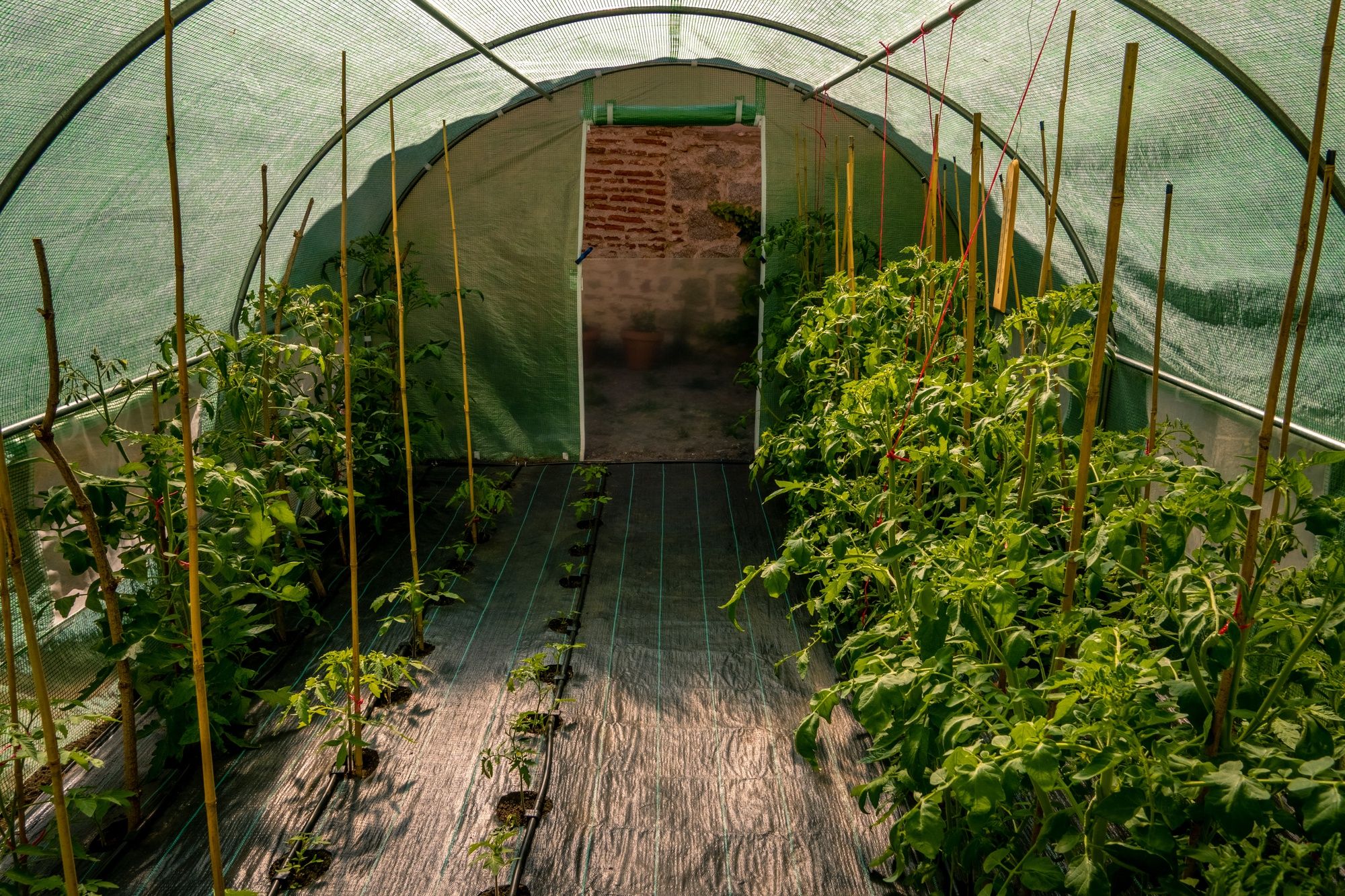 Humidity Methods That Work Best - Use a Greenhouse Cabinet or Grow Tent