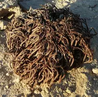 True Rose of Jericho
