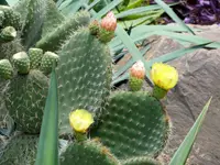 arborescent pricklypear (Opuntia leucotricha) plant
