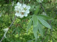 Willow-leaved Pear (Pyrus salicifolia) plant