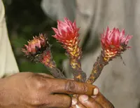 Ground Pineapple (Thonningia sanguinea) plant