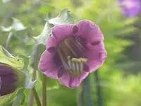 Cup-and-saucer vine
