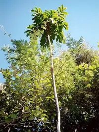 Australian tamarind