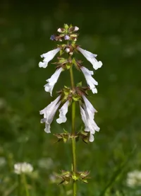 lyreleaf sage (Salvia lyrata) plant