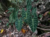 Alocasia longiloba outdoor