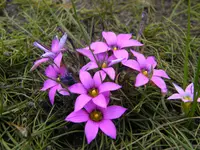 rosy sandcrocus