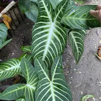 Caladium lindenii photo by a Botan App user