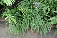 Filmy Maidenhair