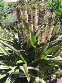 Pineapple Lily