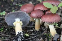 Wine-cap Stropharia