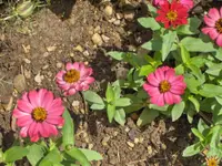 narrowleaf zinnia (Zinnia angustifolia) plant
