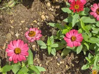 narrowleaf zinnia
