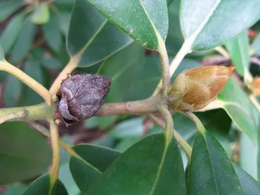 Bud Blast