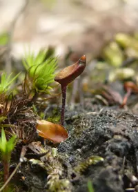 buxbaumia moss