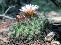 mountain ball cactus