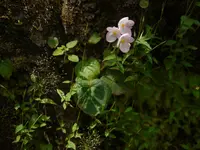 common begonia