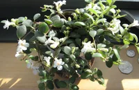 Codonanthe devosiana (Codonanthe devosiana) plant