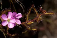Sprawling Sundew