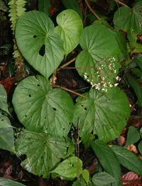 Begonia multinervia