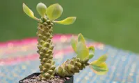 Euphorbia ritchiei small