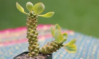 Euphorbia ritchiei small