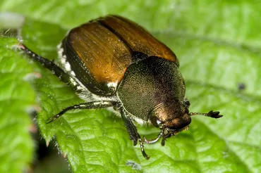Japanese Beetles