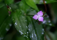 Dayflower tradescantia